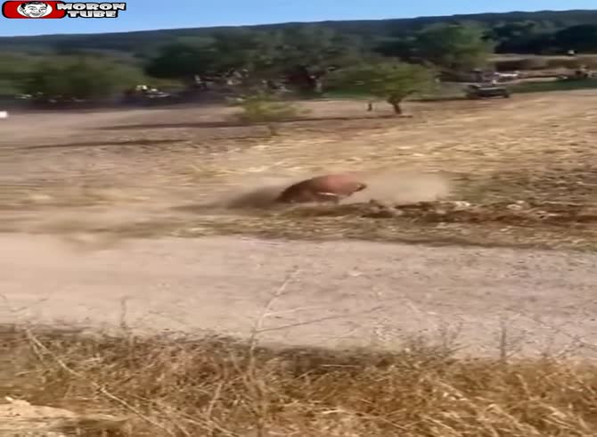 Video :A bull is pursuing a guy